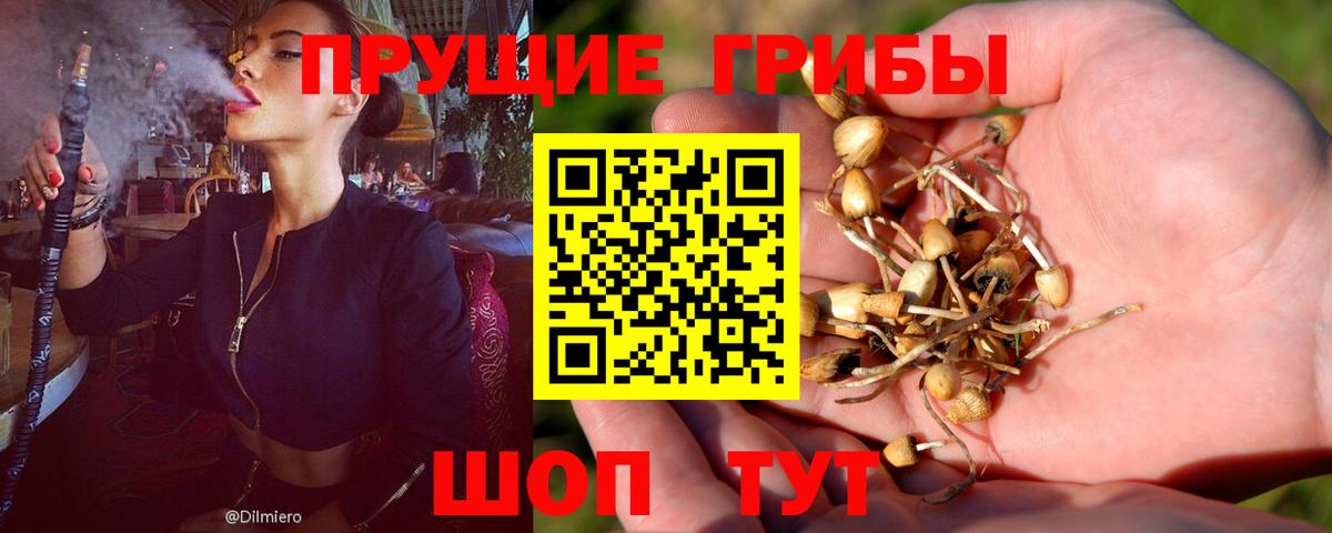 Псилоцибиновые грибы Psilocybine cubensis Белая Калитва